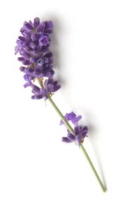 Lavendel